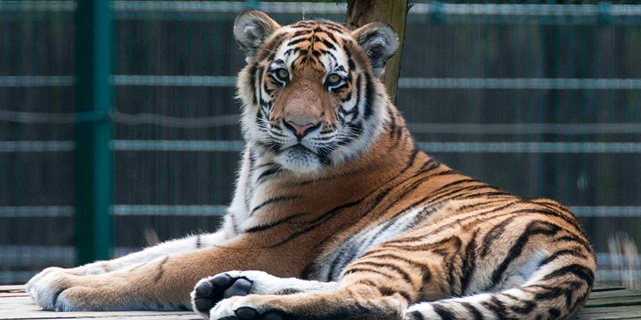 A fond farewell to tiger cub, Radzi