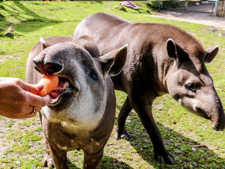 Meet the Tapir