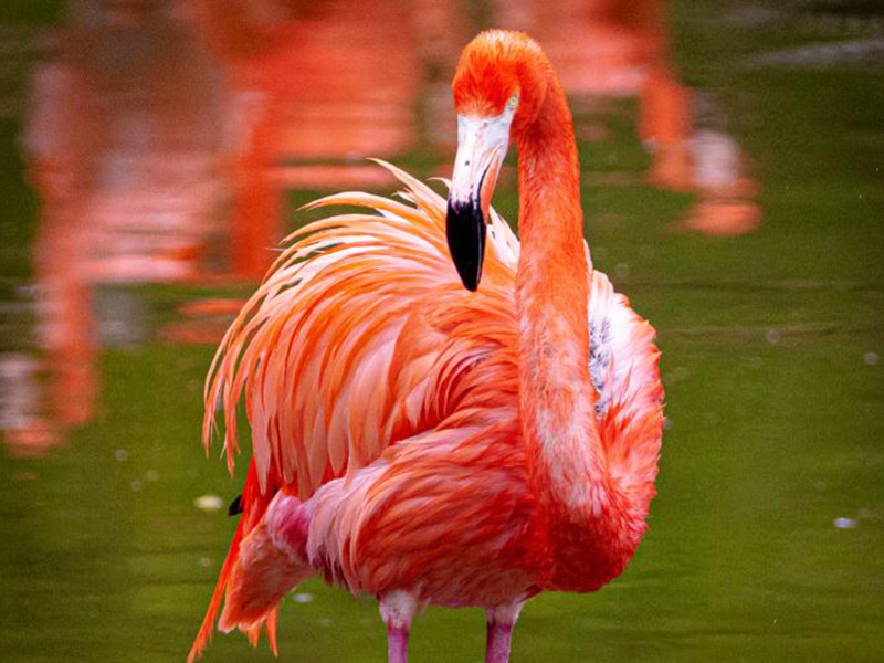 Caribbean-flamingo