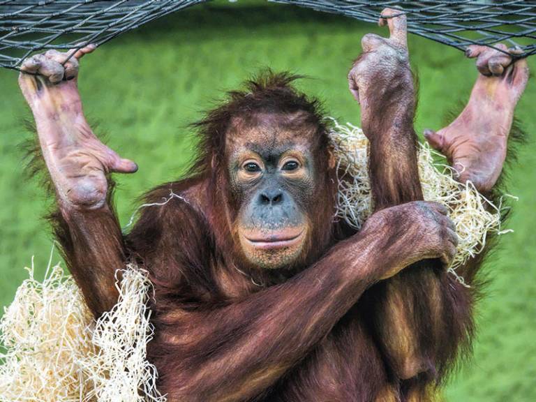 Orangutan Outlook