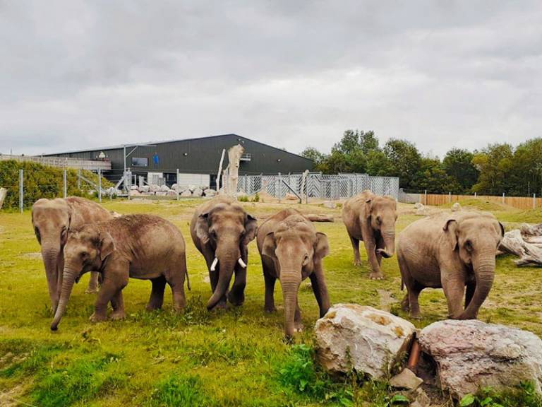 Project Elephant Base Camp