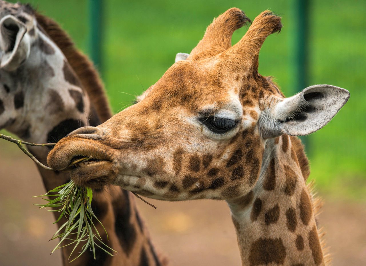 Feed the Giraffe