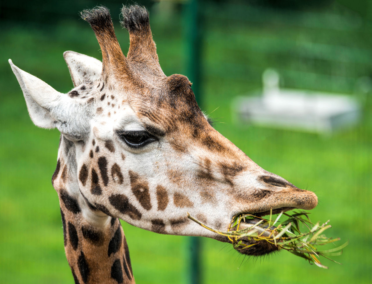 Giraffe eating