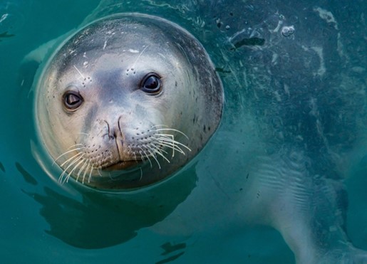 Seal in water