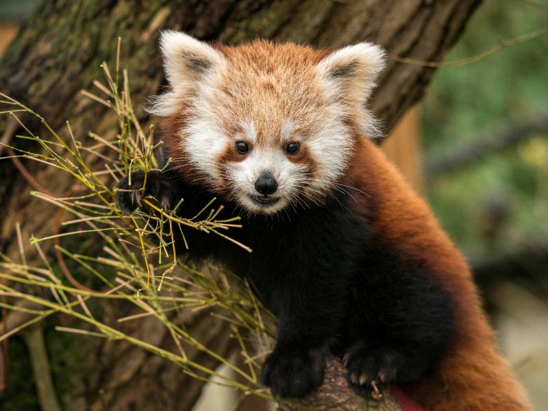 red panda