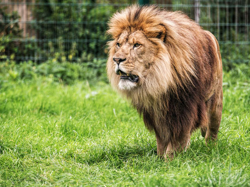 27 Best UK Zoos, Wildlife and Safari Parks