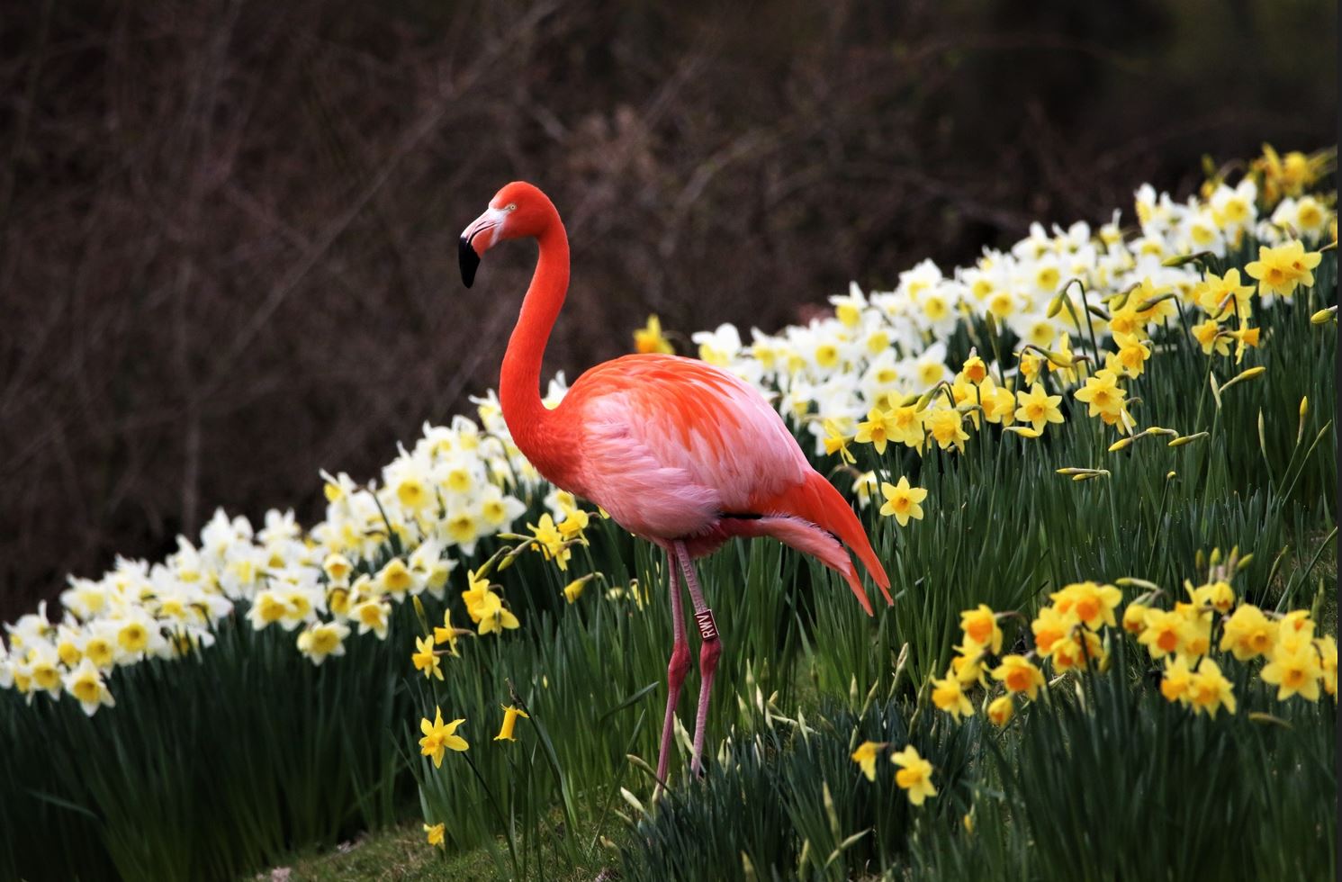 Flamingo amongst daffodils