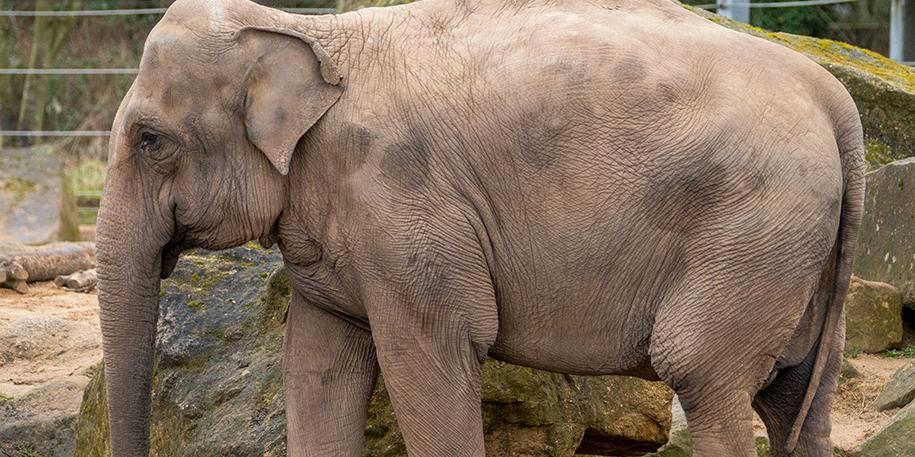 Blackpool Zoo herald incredible year of mammoth highs!