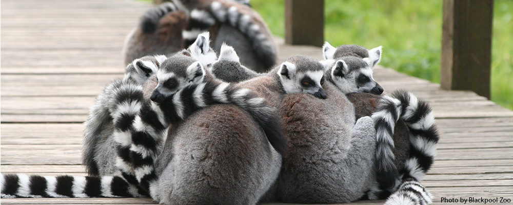 Lemurs