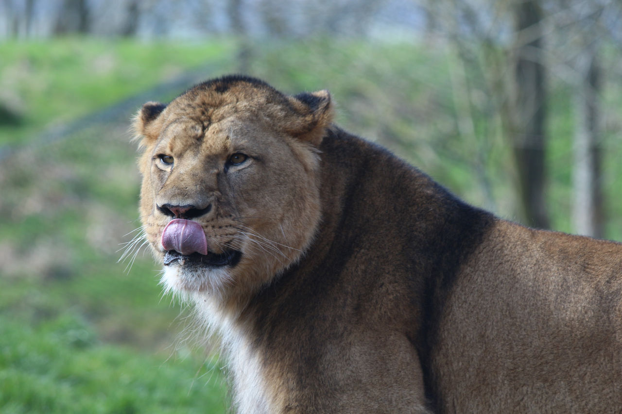 African Lion, Khari