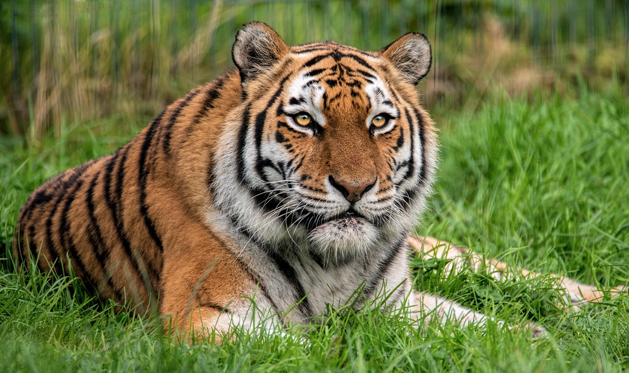 New big cat facility at Blackpool Zoo