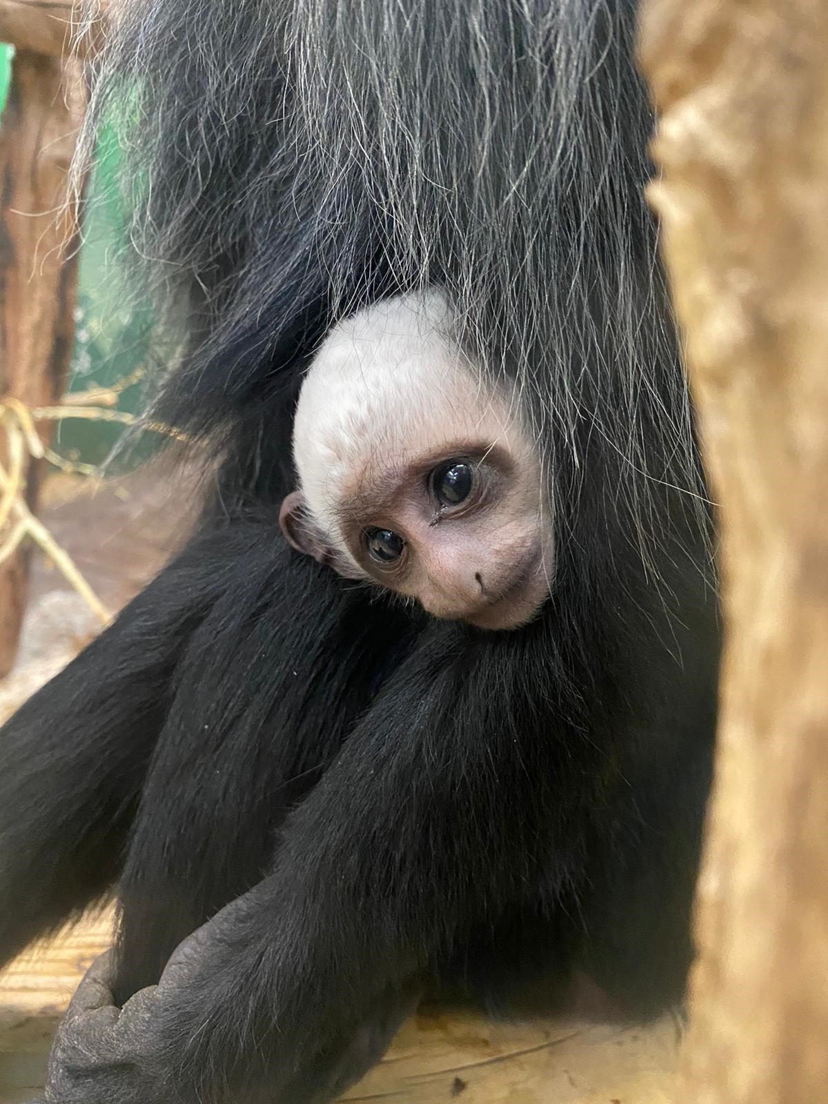 King colobus baby 