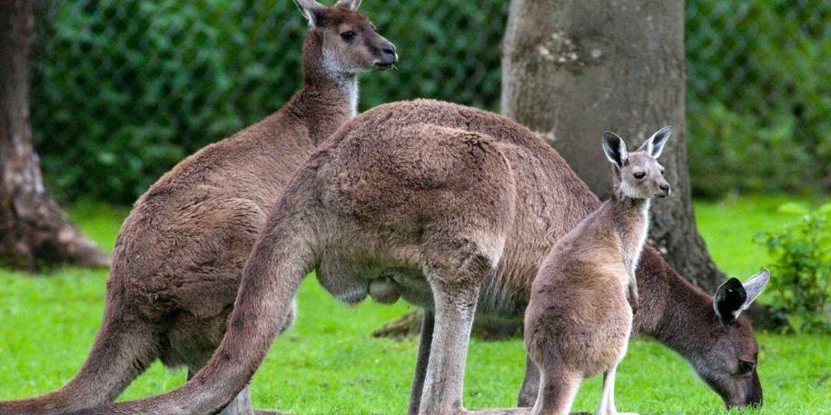 marsupial babies in pouch