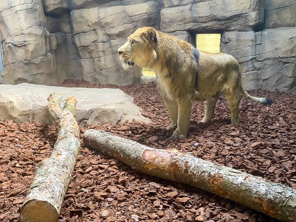 Khari, the African lion