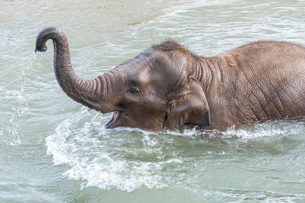 Elephant in a pool