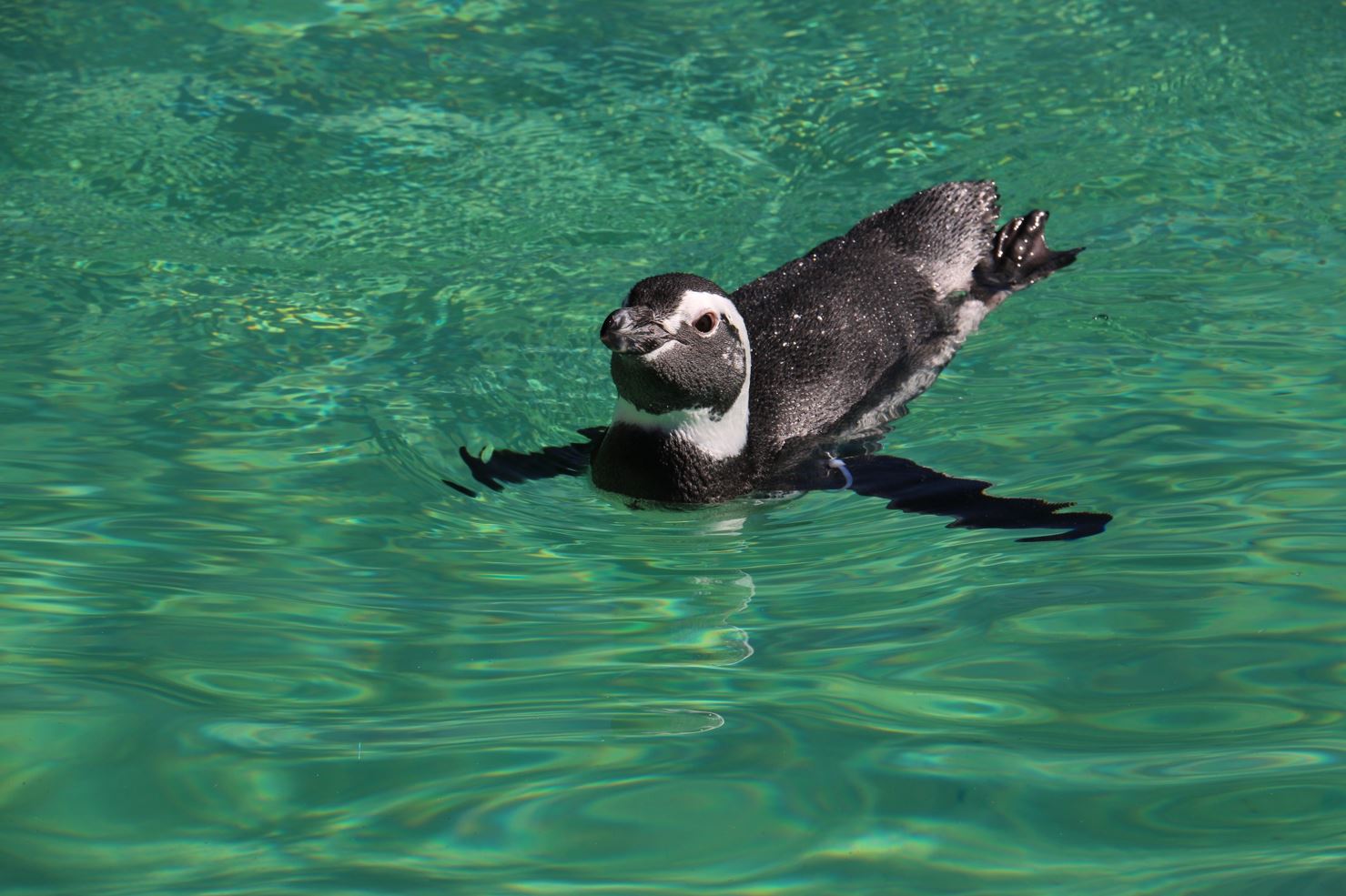 Penguin swimming in pool
