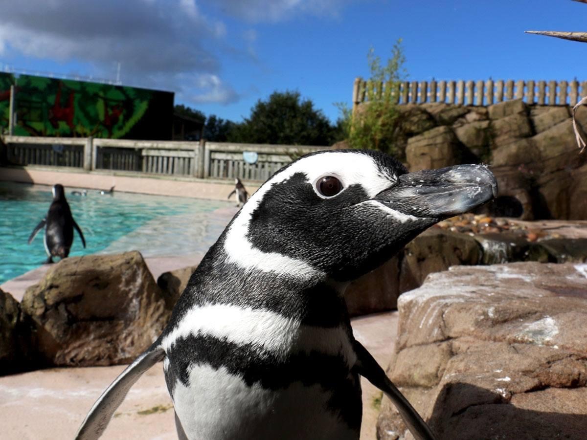 Penguin at Blackpool Zoo with penguin enclosure in the back ground