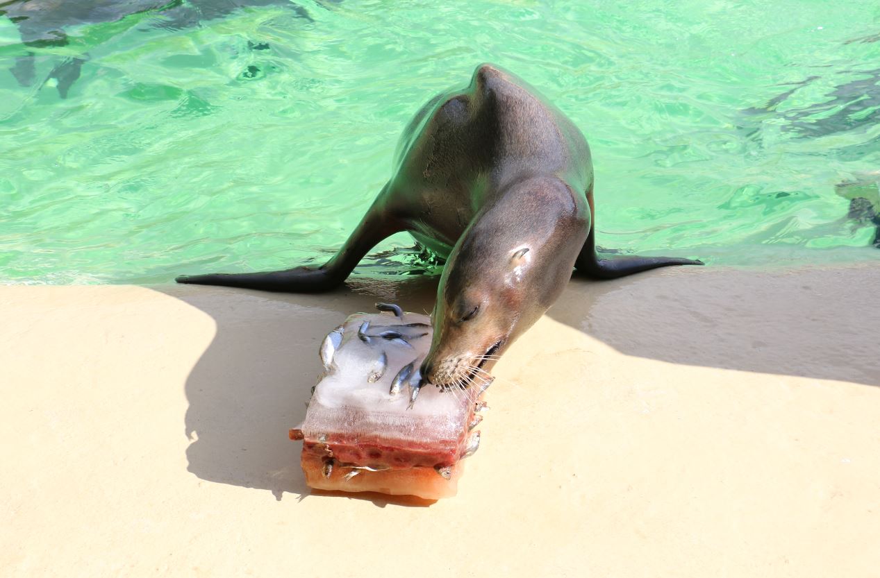 Sea lion with frozen fish