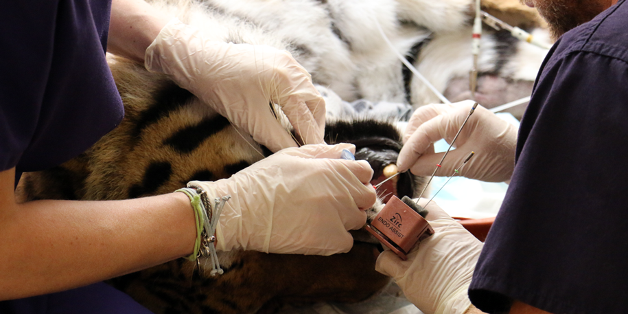 Team of ten tackle tiger toothache