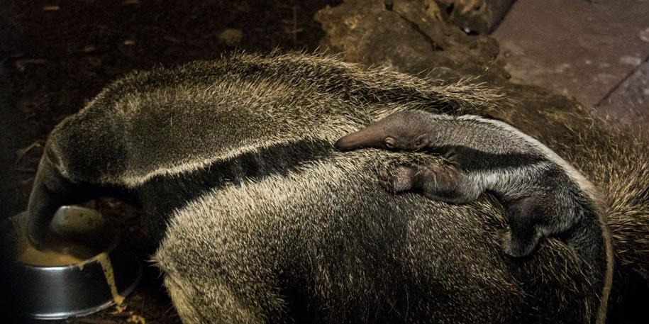 A baby giant is born - Say hello to our baby Giant Anteater! | Blackpool Zoo