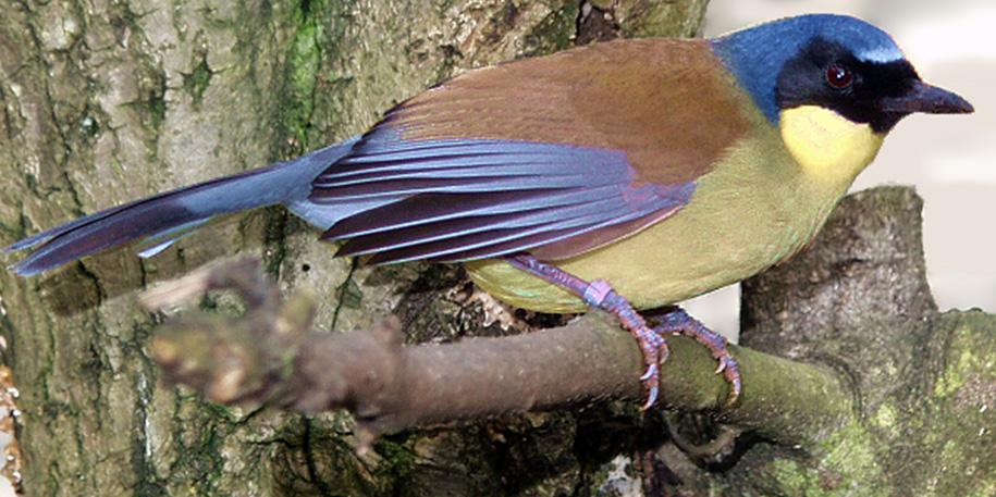 Some of the world’s rarest birds set to land in Blackpool!