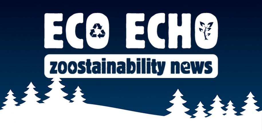 Have a merry and eco-friendly Christmas!