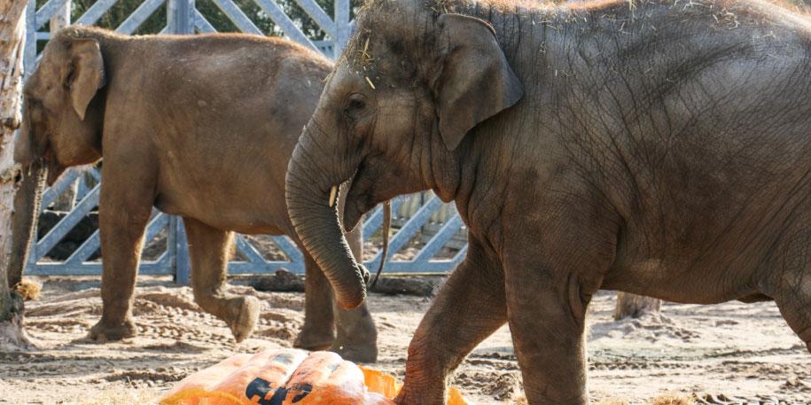 Fire Service delivers 50 stone pumpkin to Blackpool’s elephants
