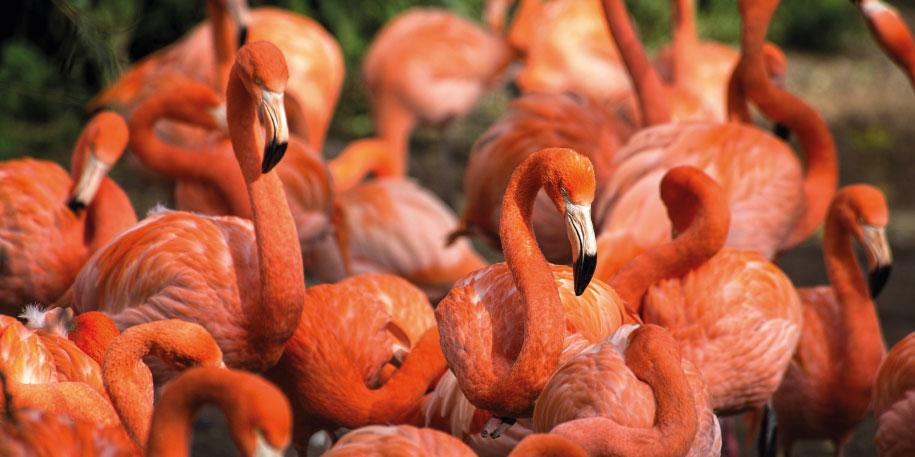 Fluffy flamingo marks feathery first for our flock