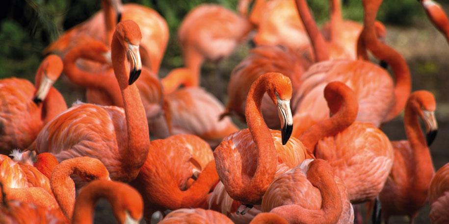Fluffy flamingo marks feathery first for our flock