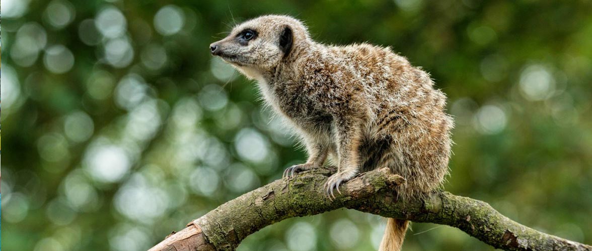 Half Term at Blackpool Zoo