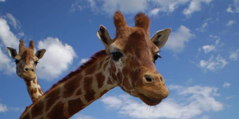 Giraffes aren’t ideal as pets | Blackpool Zoo