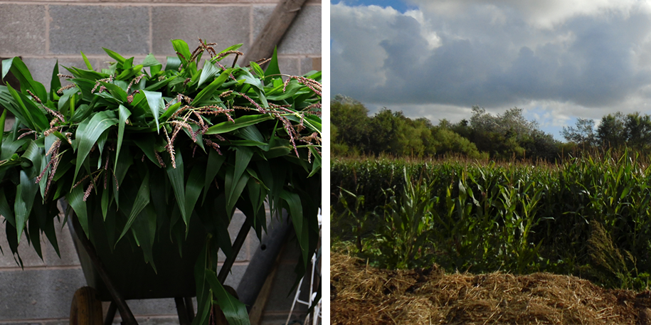 Being green-fingered at Blackpool Zoo!