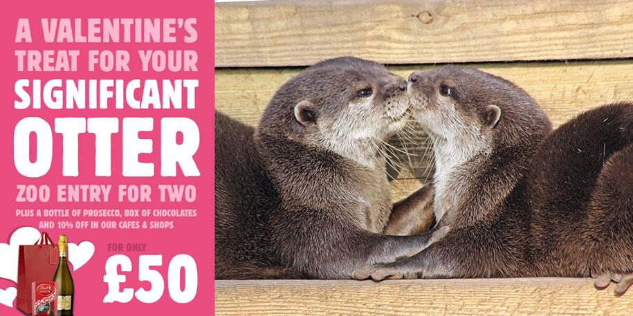 A Valentine's treat for your significant otter