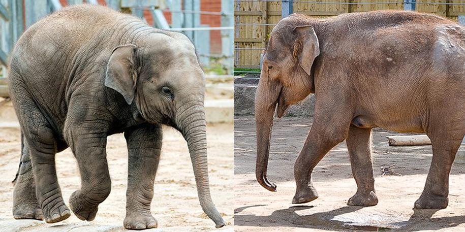 Elephants reunited at Blackpool Zoo