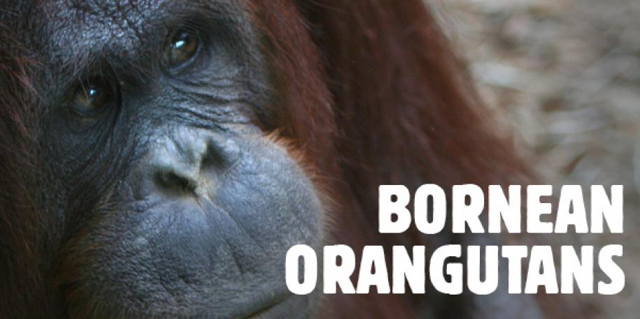 Vicky, our orangutan's double surgery is UK first