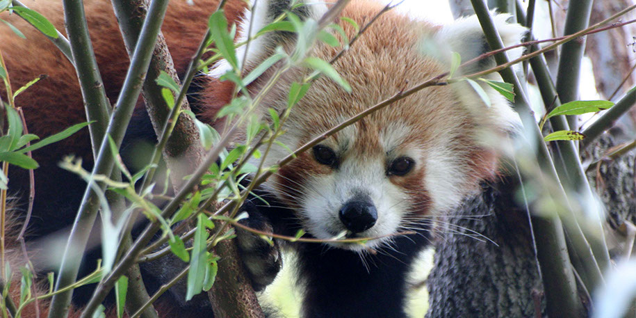 5 things you probably didn't know about red pandas | Blackpool Zoo