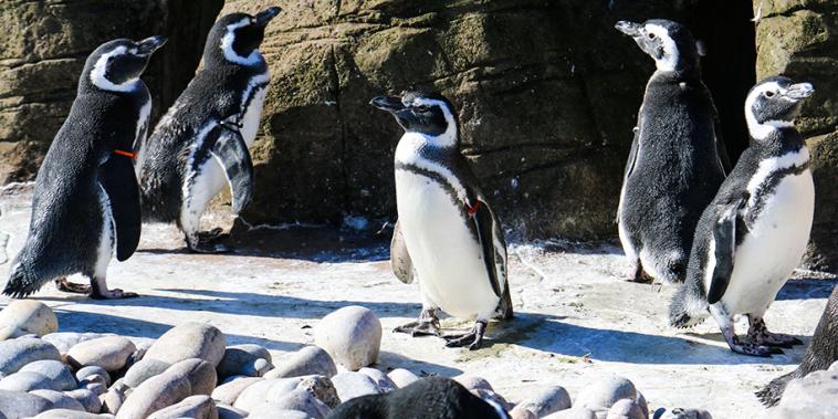 Penguins migrate west for winter!