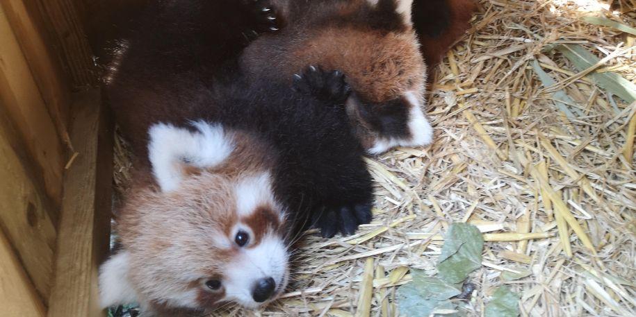 We wait over 10 years for a red panda cub… and then two come along at once!