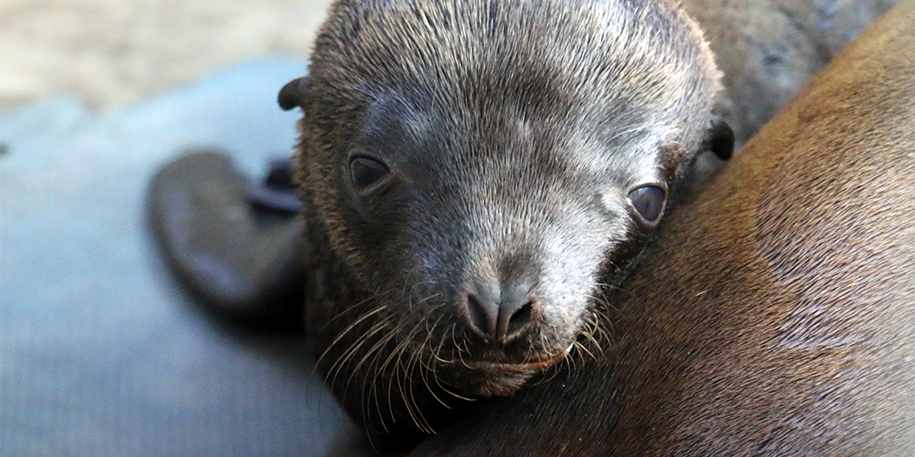 Sealion steps in to cover mum’s maternity leave!