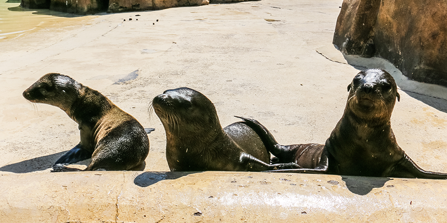 (Sea) lions on a shirt!