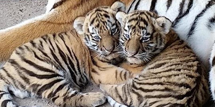 Rare Tiger cubs bornn at Blackpool Zoo!