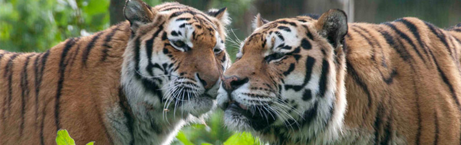 14 Lessons in Love from the Animal Kingdom