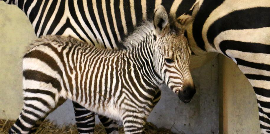Meet Jabali, our new Hartmann's Zebra foal