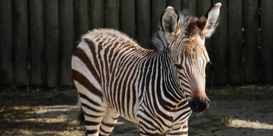 Miracle star - with stripes - makes zoo debut!
