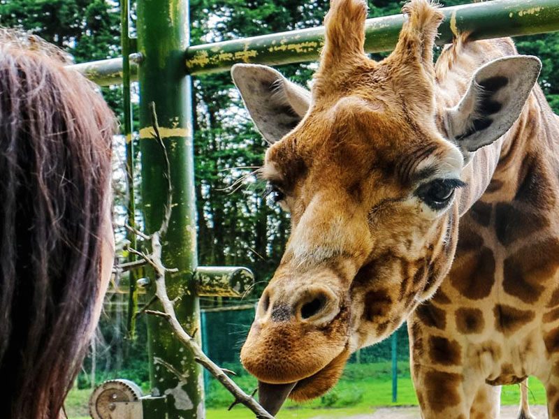 Keeper for the Day Blackpool Zoo