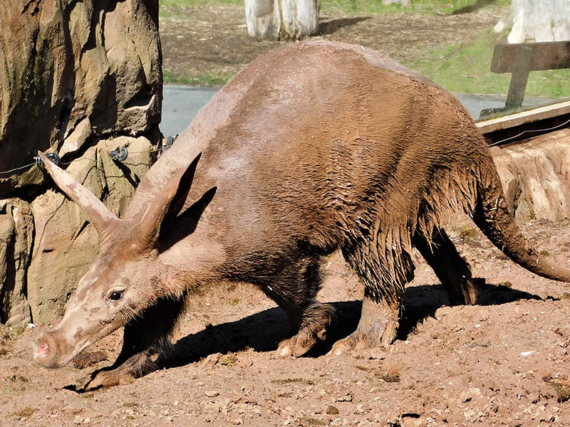 Aardvark | Blackpool Zoo