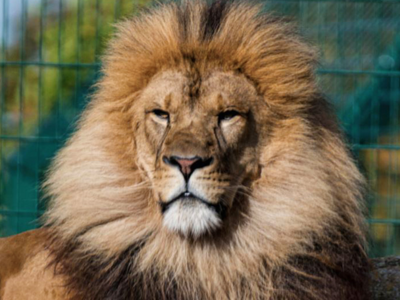 Lion (African) | Blackpool Zoo