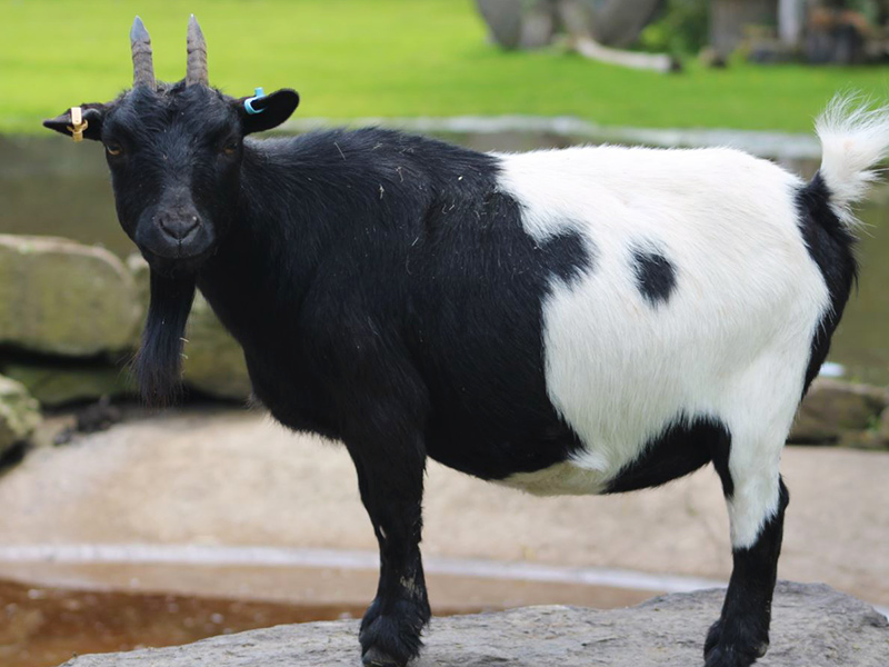 African Pygmy Goat | Blackpool Zoo