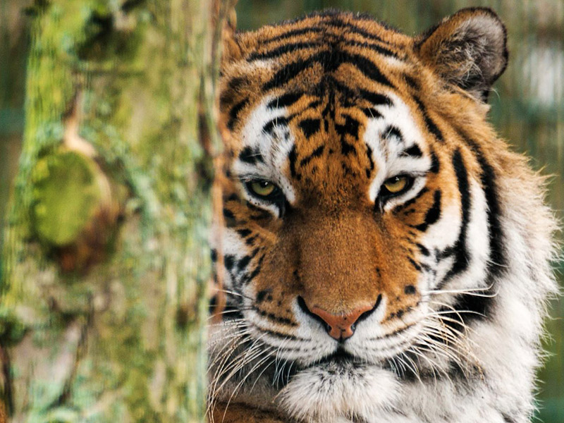 Amur Tiger