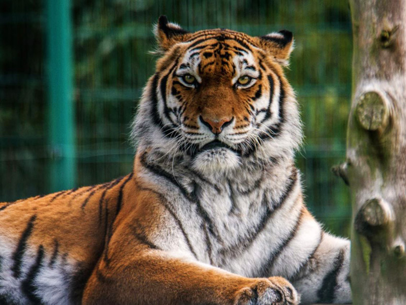 Amur Tiger | Blackpool Zoo